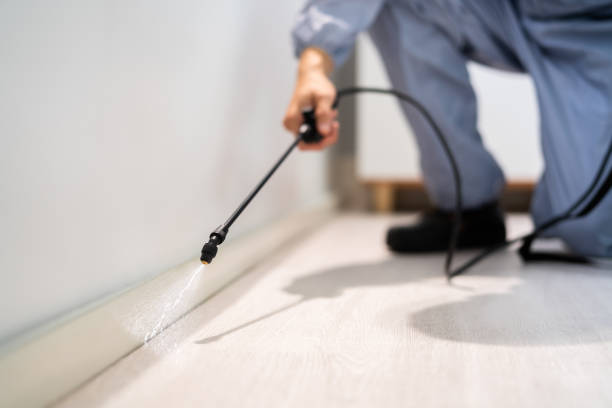 Certified termite inspector examining foundation in Gothenburg