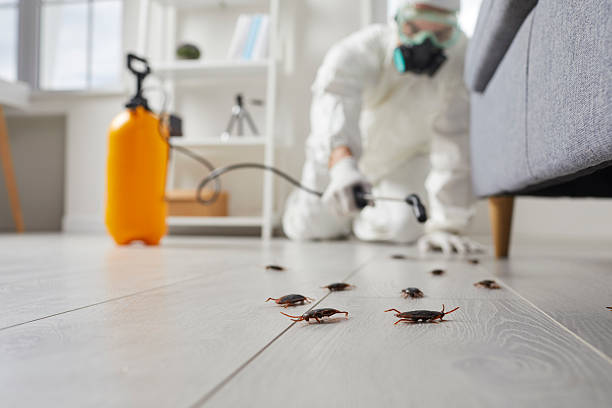 Commercial Rodent Management in Gothenburg